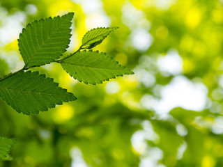 Wall Mural - green leaves