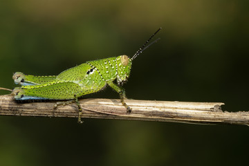 Canvas Print - Image of green grasshopper (Acrididae) on dry branches. Insect Animal