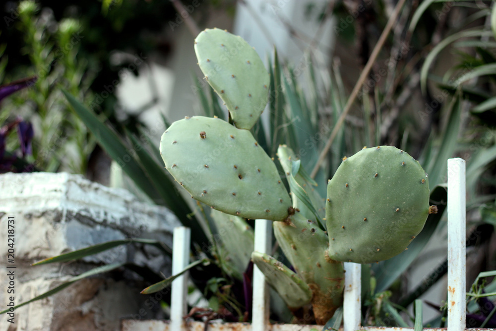 Cactus leaves with needles closeup on blurred background. Mediterranean coast region flora.