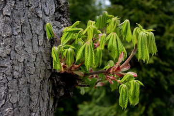Wall Mural - sprouts of young maple leaves ground on the mature tree.
