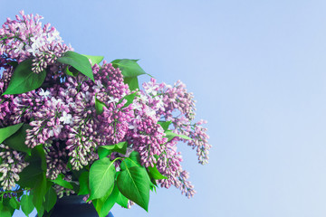 Wall Mural - lilac bouquet on blue background with blank space for text.