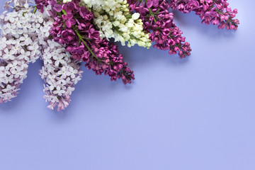Wall Mural - various lilac flowers - pink, white and purple syringa flowers on blue background with blank space. 