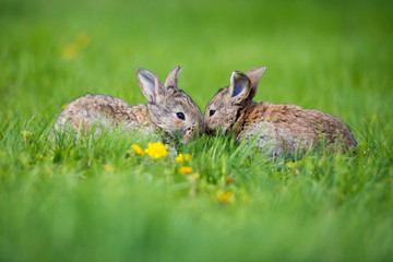 Cute two little hare sitting in the grass. Picturesque habitat, life in the meadow.