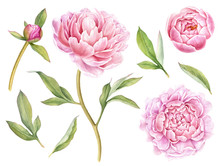 Hand Painted Floral Elements Collection. Watercolor Botanical Illustration Of Peony,buds And Leaves.