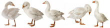 White Goose (Anser Anser Domesticus) Isolated On A White Background