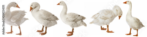 Fotomural white goose (Anser anser domesticus) isolated on a white background