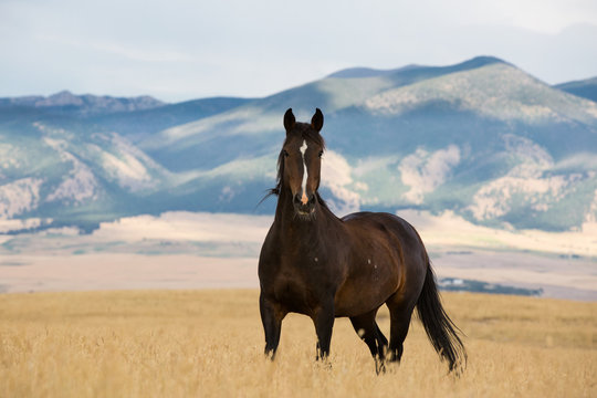 wild mustang