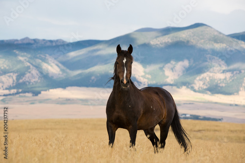  Fototapeta konie   dziki-mustang