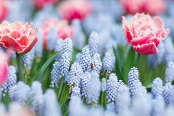 Two bees flying among pink and white fringed tulips and blue grape hyacinths (muscari armeniacum), selective focus