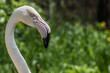 dziób flaminga