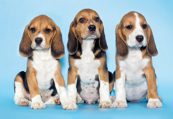 Wall Mural - puppy beagle looks