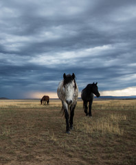 Mustangs with Storm Clouds