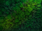 Fototapeta Las - Colorful trees in spring forest,top down aerial