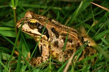 Grasfrosch, Common Frog, Rana Temporaria