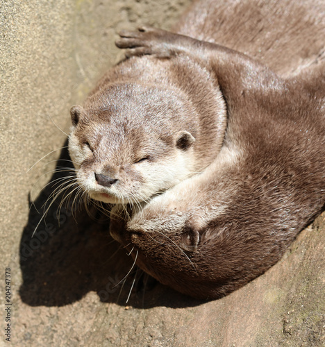 Fotografía Close up of Oriental Short Clawed Otters cuddling and sleeping