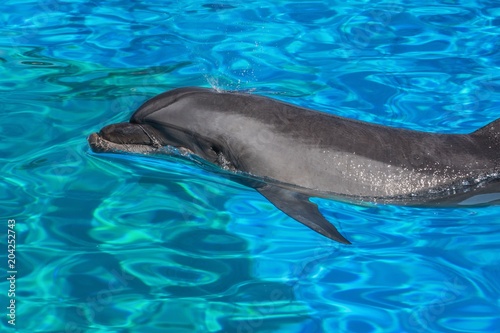 Fotografia, Obraz Close up of a dolphin while it blows air out of its blowhole