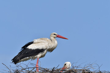 Wall Mural - pair of white stork sitting in the nest in the spring pairing season