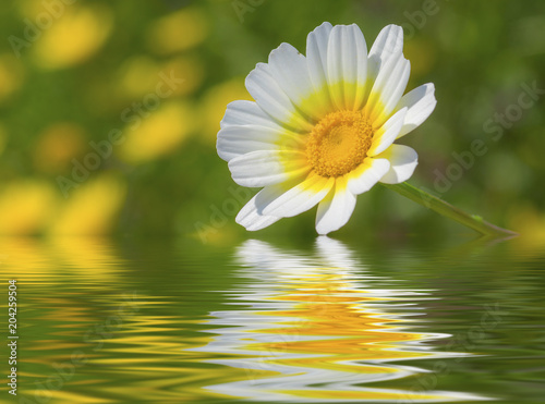 flor reflejada en el agua