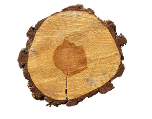 Cut tree trunk with visible rings and cracks on a white background