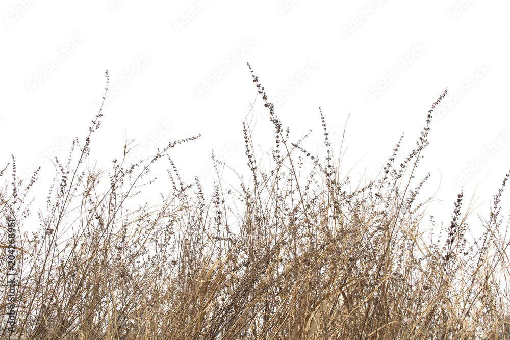 Dry grass field on white background. Adobe Stock