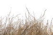 © krsprs - Dry grass field on white background.