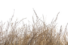 Dry Grass Field On White Background.