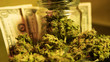 Small business marijuana dispensary in Unated States.