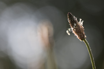 Wall Mural - beautiful close up of backlit weeding in blurred background with sunlight meadow