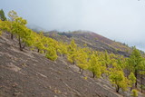 Fototapeta Do pokoju - Landscape of a hiking trail GR131 Ruta de los Volcanes with canarian pine trees leading from Fuencaliente to Tazacorte on La Palma, Canary Islands, Spain
