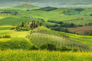 Fototapete - Tuscany spring landscape, Val d'Orcia, Italy