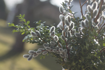 Pussy willow catkins in early spring on palm suny with ribbons in colour of church