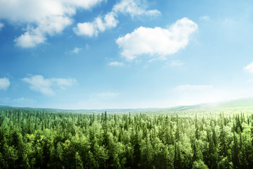Wall Mural - forest in sunset time