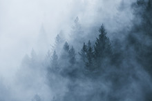 Fantasy Foggy Forest Landscape In The Morning Fog. Picture Was Taken In Slovenia, EU.