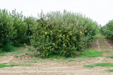 Wall Mural - Apple orchard. Rows of trees and the fruit of the ground under the trees.