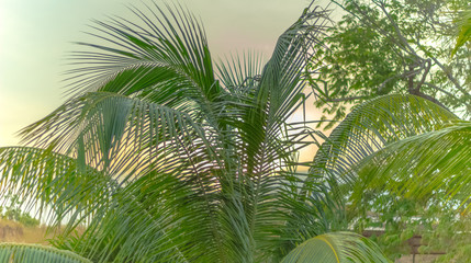 Wall Mural - beautiful palm in tropical venezuela