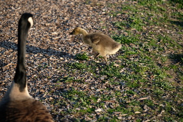 Wall Mural - Baby gosling