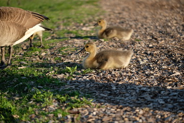 Wall Mural - Baby gosling