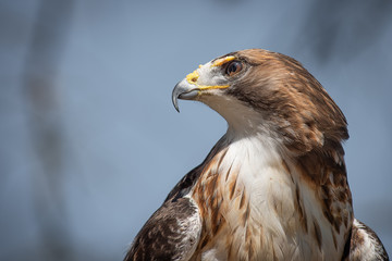Poster - A close up portrait from a low angle of a red tailed hawk with the sky in the background and looking to the left