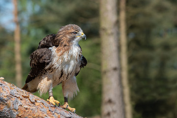 Poster - A red tailed hawk ruffling its feather while looking alertly to the right whilst perched on a fallen down tree trunk