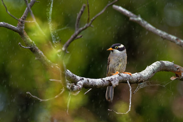 melithreptus validirostris - strong-billed honeyeater sitting on the branch in the forrest os austra