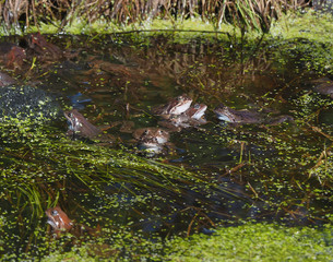 Wall Mural - frog in the pond