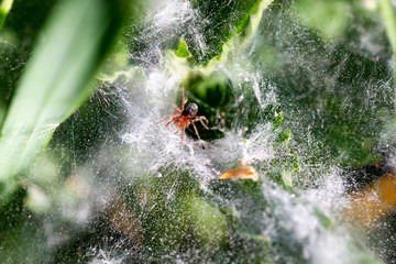 Grass spider of the genus Agelenopsis from Agelenidae spider family