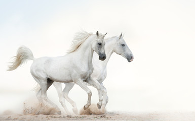 Fotoroleta ogier mężczyzna piękny ładny koń