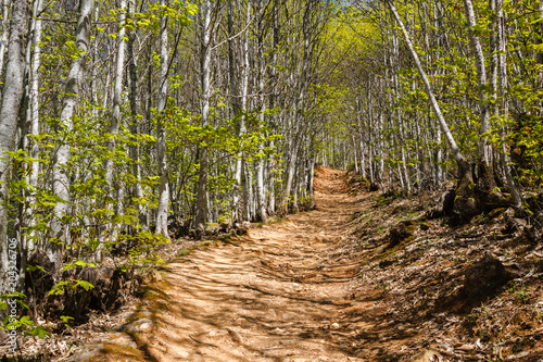 Fotografía Sendero y bosque de castaños en primavera