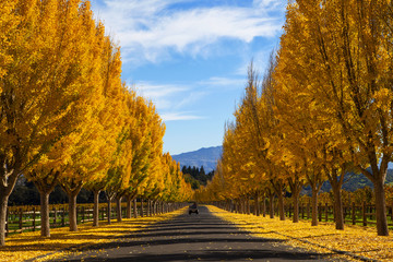 Gingo Tree, Napa Valley