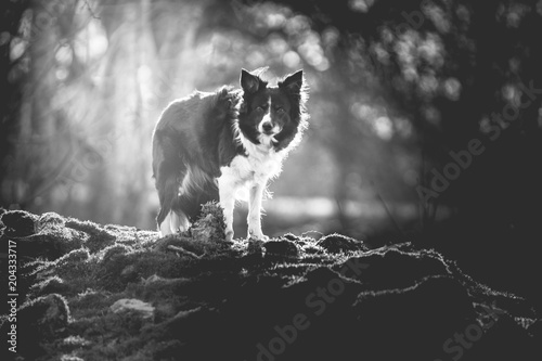 Black and White Photo of Border Collie Standing in Forest Poster