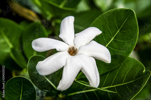 Fleur De Tiare Tahiti Buy This Stock Photo And Explore