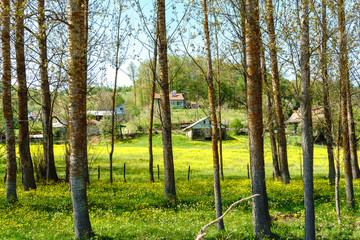 Wall Mural - Landscape Meadow View of Village with Houses