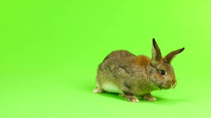 Canvas Print - brown  rabbit  moves  isolated on green screen (three months old) studio shot