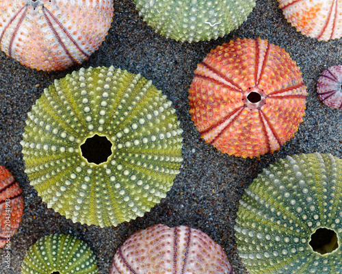 Colorful Sea Urchins Shells On Wet Sand Beach Buy This Stock